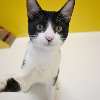 ぶち猫｢3c636｣ SKU：3c636