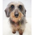 カニンヘンワイヤーダックス♀仮名☆メープル