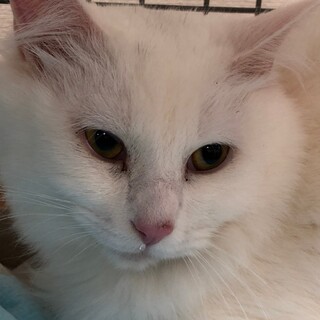 真っ白ふわふわの長毛♡しらたまくん