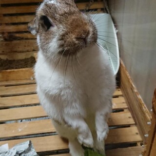 ウサギの里親募集です。