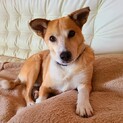 「人にも犬にも優しい」お散歩大好き6歳の男の子