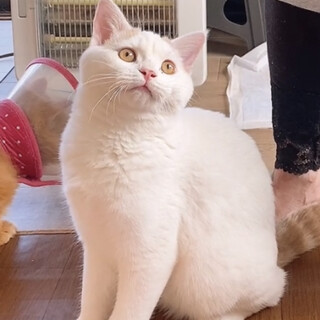 甘えん坊元気いっぱい！ふわふわマンチカン♂セシル君