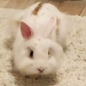 ライオンヘッドラビット♂