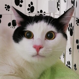 おっとりな性格の白クロ猫のピーナッツ君❣️