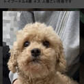 トイプードル4歳 オス 人懐こい性格です