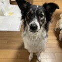 雑種犬　3歳