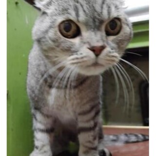 【スコティッシュ】まん丸顔が可愛いおじいちゃん