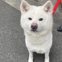 真っ白な秋田犬の女の子　5歳
