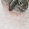 の写真