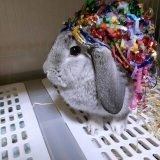 なでなで大好きホーランドロップの女の子^^