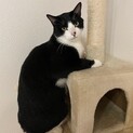 少しビビりですがすごい甘えん坊です