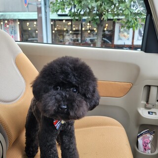 トイプードル 黒 2歳 オス」大阪府 - 犬の里親募集(406081) :: ペット