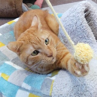 明るく優しい男の子❤️茶トラの大ちゃん