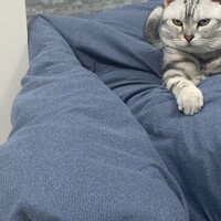 アメリカンショートヘア　4歳！