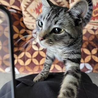 人懐っこいキジトラさん