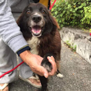 お目々パッチリイケメン『クロくん』です。