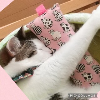 超甘えん坊3歳キジしろ兄妹-動画ｱﾘ