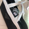 ノアミルク