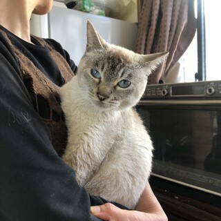 シャムMIX１歳半　べた慣れ甘えん坊女の子