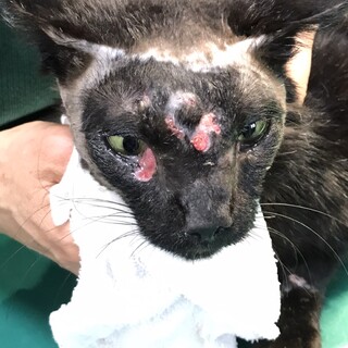 ずっとのお家へ正式譲渡です！ありがとうございます！