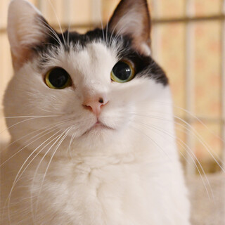和な美猫さんです(*^^*)