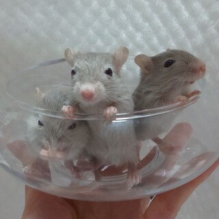 カラージャービルベビーの里親様募集。