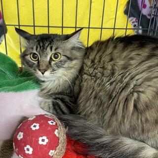 帰宅するとお出迎え❤️キジトラ女子みくる