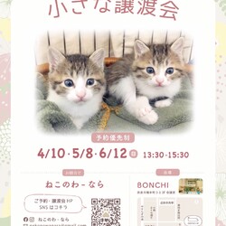 ねこのわ なら『保護ねこ 小さな譲渡会』