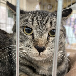 遊ぶ事が大好き❤️キジトラ男子アキオ