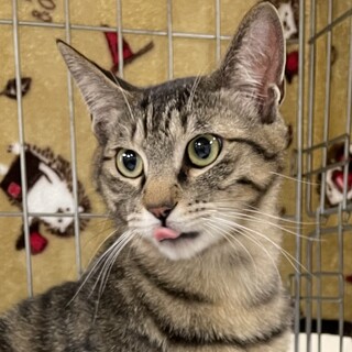 いけニャン人馴れ❤️キジトラ男子ハルオ