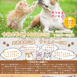 犬猫譲渡会　in安満遺跡公園