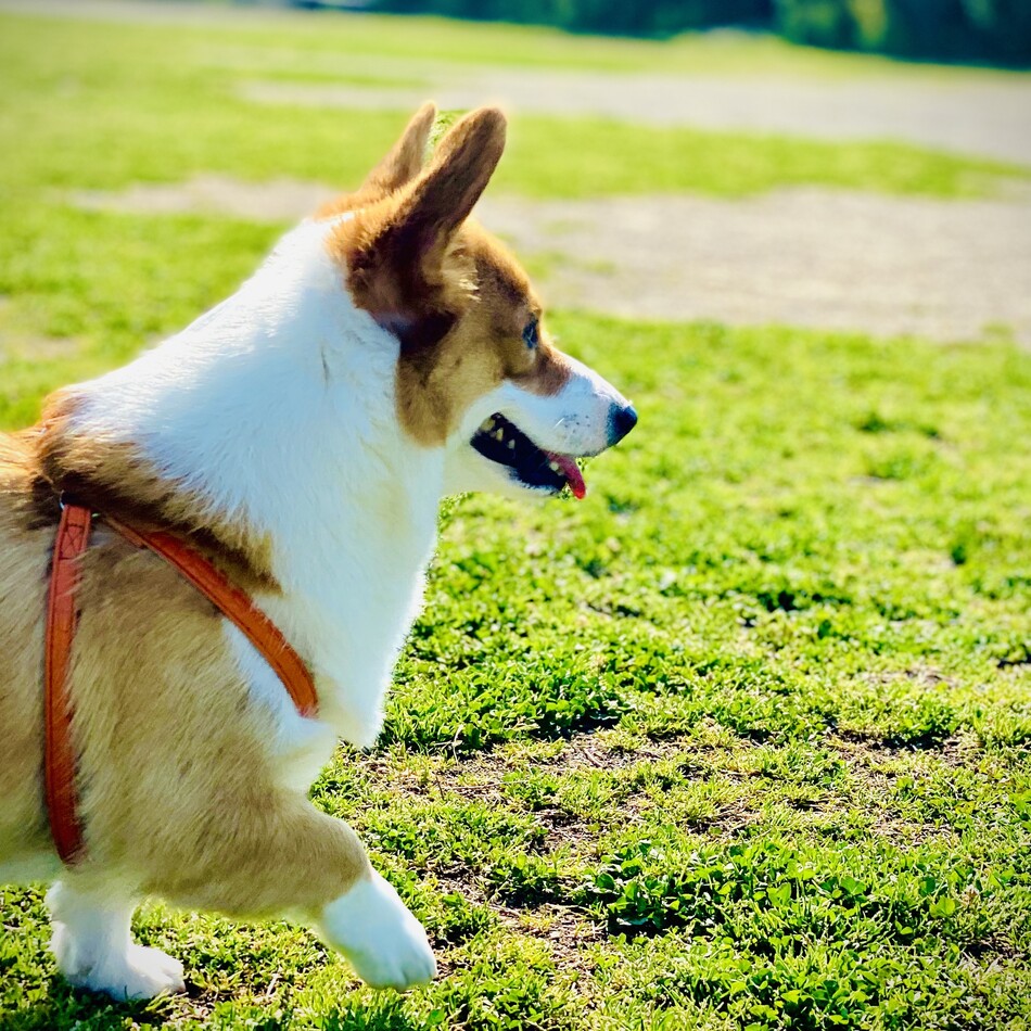 デイジーのカバー写真