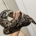 ボールパイソン♀ノーマル