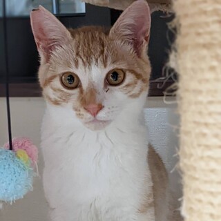 右鼻茶色　パステルチャシロ　食いしん坊そうくん