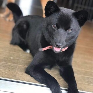 真っ黒くろすけのイケメン 『サクくん』です。