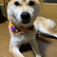 小麦
