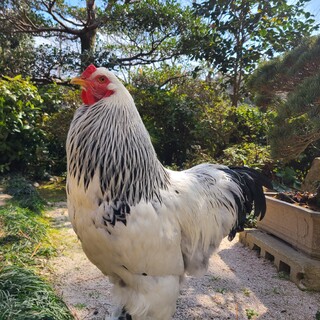 ライトブラマ　オス3　2021年9月生