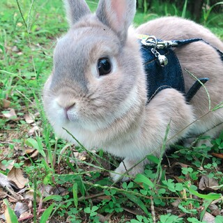 血統付き。ネザーランド♀2017年生まれ