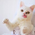 ★一時停止中★大怪我を乗り越えた❁わたあめくん