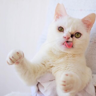 ★一時停止中★大怪我を乗り越えた❁わたあめくん