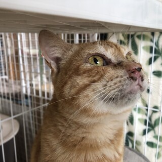 ありがとうございました★穏やか茶虎のムファサ