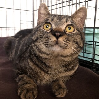 ありがとうございました★アメショ柄の　マメくん