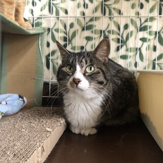 ありがとうございました★雉白キアラ