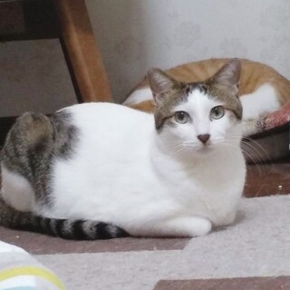 猫が大好き❤️イケニャンのケントくん