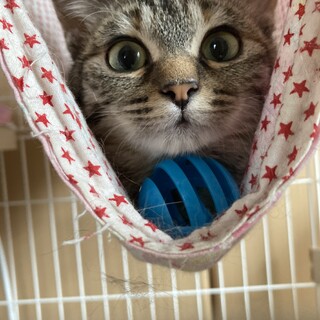 おめめまん丸のべっぴんさん♀グリコちゃん