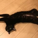 大人しく、人懐っこい黒猫です！