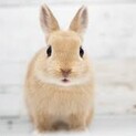 とても懐っこいホーランドロップです