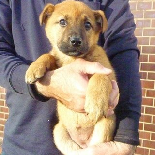 保健所に保護された2カ月雑種子犬たちです。