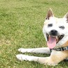 かずかずか