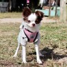狆とチワワのミックス ココちゃん【一旦募集中止】 サムネイル2